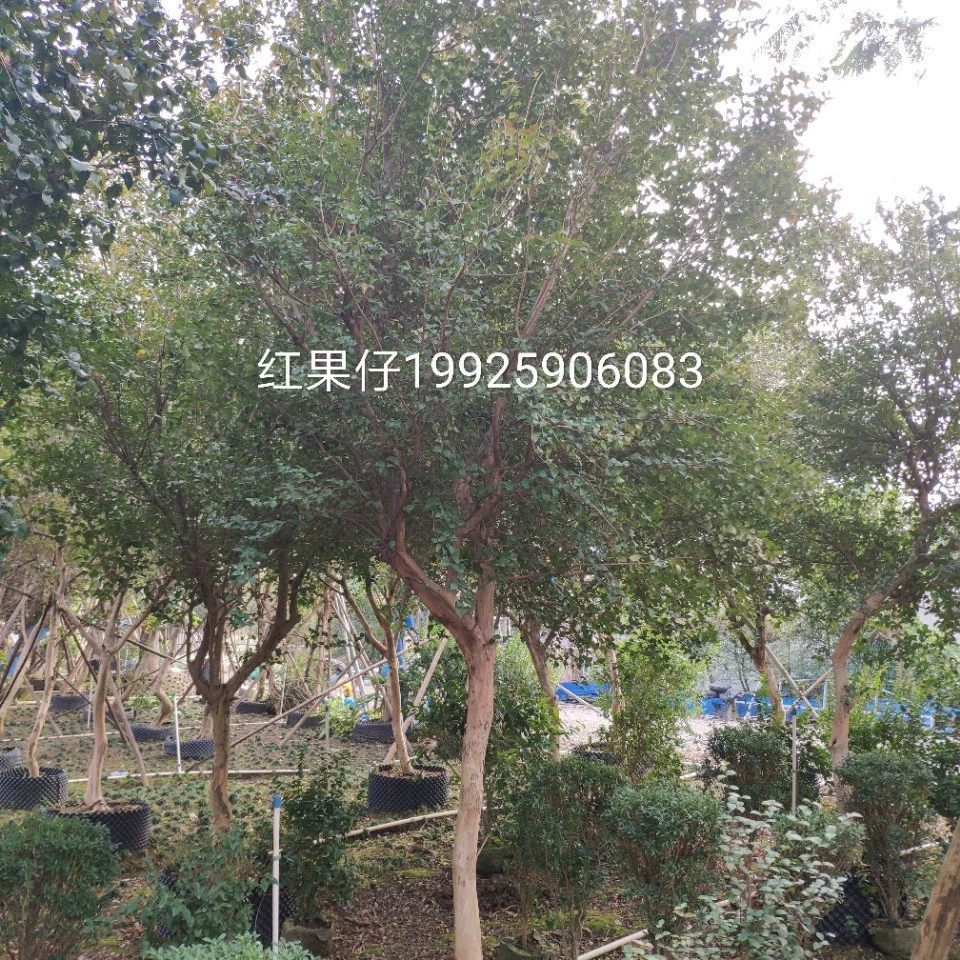 Поставка 8-10 см