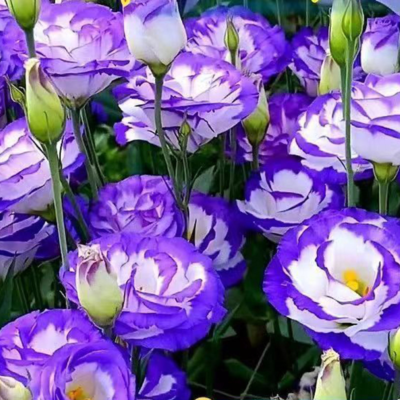 Venta al por mayor de semillas de flores y plantas eustoma malvarrosa peonía cobre dinero hierba margarita rosa sol peonía flor combinación de flores