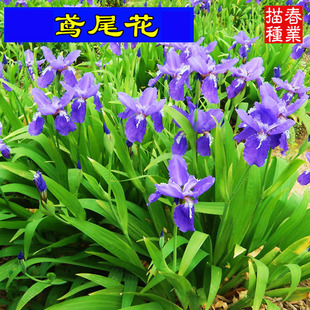 Base Wholesale Blue Flower Iris Seedlings Courtyard House Garden Plant Potted Butterfly Orchid Orchid Seedlings Herb Florals