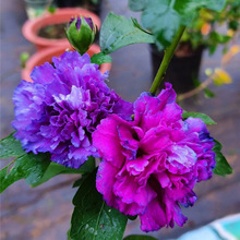 ذľȻԶ༾_{ݮɳͺͥ͟Ժֲﻨ