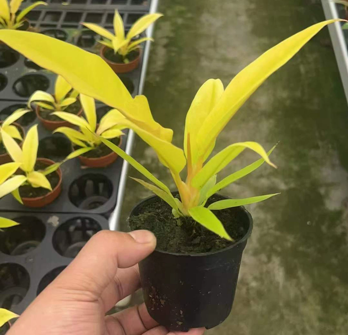 [Базовые прямые поставки] Чистые красные декоративные растения цветы маленькие горшечные зеленые бархатные 90 золотые огненные кольца