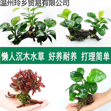 �~���쾰��ľˮ�b���ˮ�������Bֲ��ˮ�žG���X���^