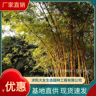 Base Wholesale, Self-Produced and Sold Golden Bamboo Seedlings, Green-Skinned Yellow-Ribbed Bamboo, Scenic Spot Landscaping, Road Garden Project Green