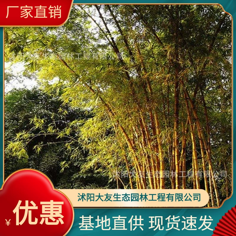 База оптом собственного производства золотые саженцы бамбука зеленая кожа Желтый Бамбук Живописный пейзаж Дорога Садовая техника Зеленый