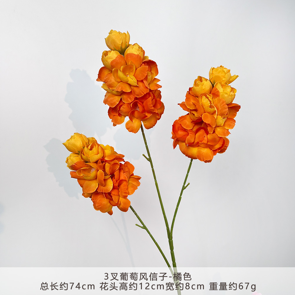 CC-3 nho hyacinth-cam