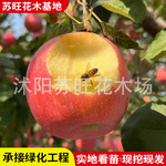 苹果树果苗特大嫁接红富士庭院室外果树水果带土苹果苗南北方种植