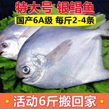 野生银鲳鱼海捕白鲳鱼平鱼扁鱼新鲜冷冻海鲜水产批发外贸速卖通
