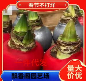 Zhu Ding Red и Red Ball стебли против Zilian Nan Clivia Indoor Bonsai Bonsai почва Семена Чжу