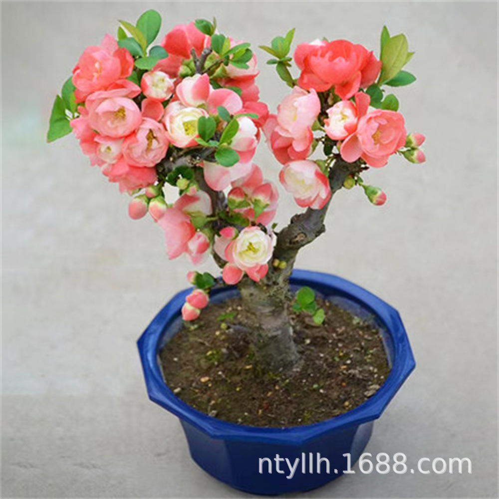 O1CN010J4QJa1cmXUGvnvaf_!!2206