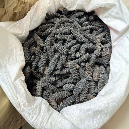 罗纹参干货.黑刺参龙纹参南美参关东参关西参冲子参原产地淡干货