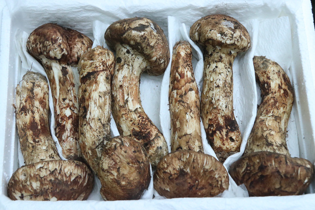 [반열림우산 - 선호] 9cm 이상 500g