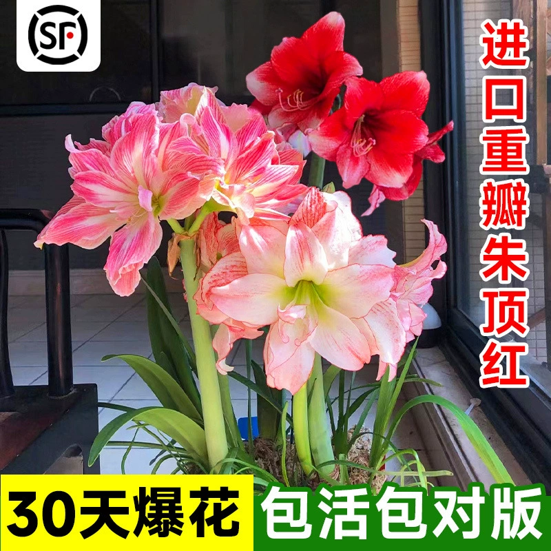 Аmaryllis импортировал двулепестковые луковицы, красные горшечные растения Averre с бамбуковым верхом и бутонами, комнатные зеленые растения на балконе, легко выращиваемые.
