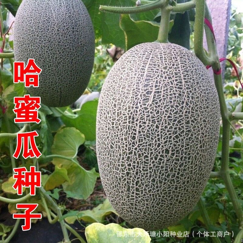 Xinjiang Honeydew Melon Seeds, Four-Season Xinjiang Netted Honeydew Melon Seeds, Suitable for Spring, Summer, and Autumn Planting, Garden and Potted Fruit Seeds Xinjiang Honeydew Melon Seeds, Four-Season Xinjiang Netted Honeydew Melon Seeds, Suitable for Spring, Summer, and Autumn Planting, Garden and Potted Fruit Seeds