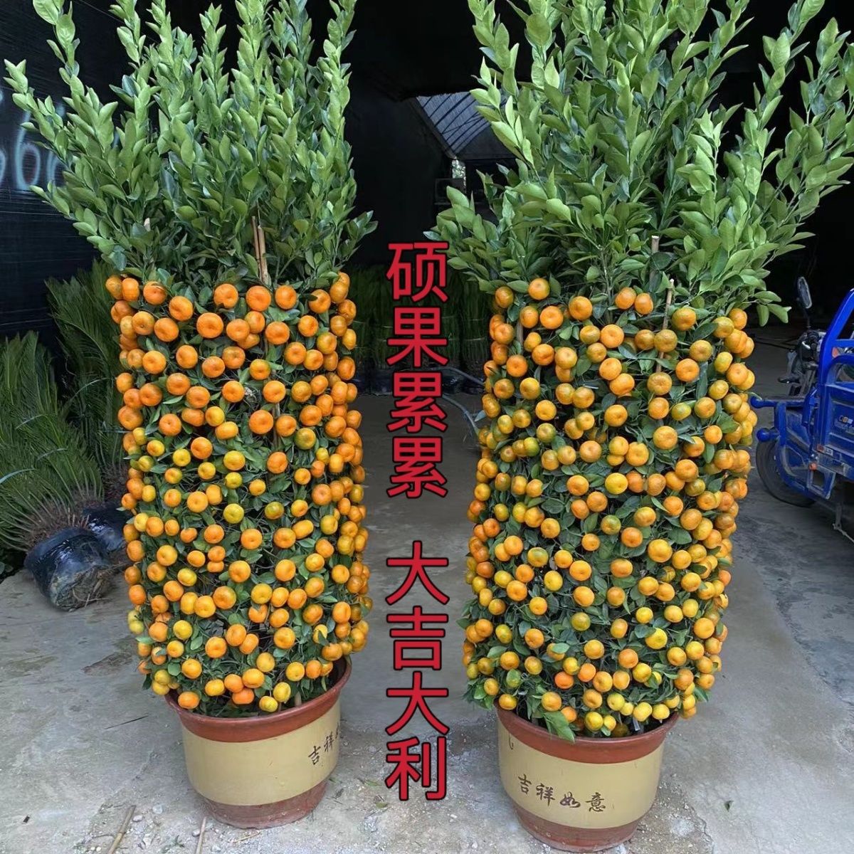 金桔树盆栽带果年宵花橘子树年桔盆景四季桔室内阳台四季开花结果
