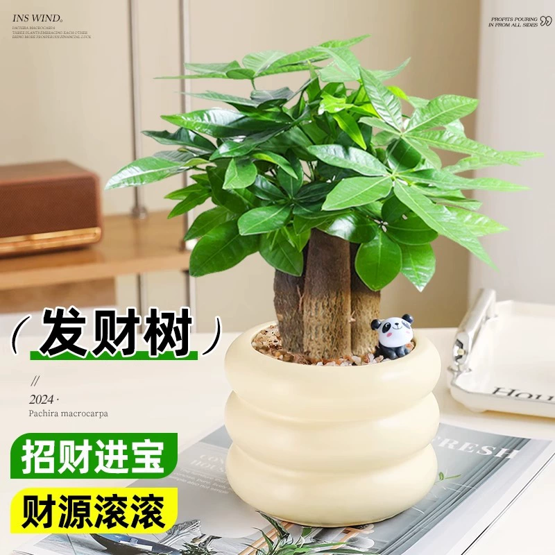 Скандинавская трёхстворчатая денежная елка в горшке, настольное зелёное растение для офиса, денежная елка, простая в уходе в любое время года.