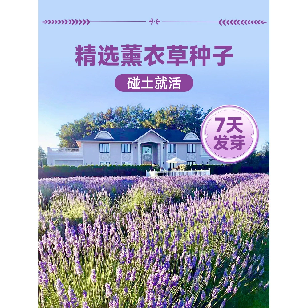 Семена цветов лаванды, горшечные растения цветут в любое время года, семена легко кормить, цветочные растения, рассада травы, отпугивающая комаров на балконе и во дворе.