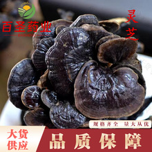 灵芝批发 竹灵芝 云南竹灵长颈灵芝 当季新货 量大从优灵芝