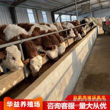 ���ɹ����T����ţ����ĸţ�r�� ���T����ĸţ�BֳЧ����� ����ţ