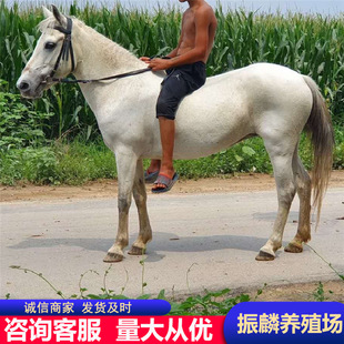 ��Ѫ�R�T���R��Ѫ�R�߶��R ���ջ��w�T���R���۵��R ���R�����X