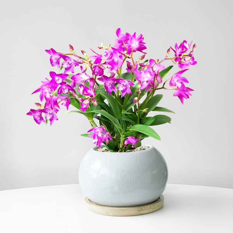 Perfume dendrobium orquídea planta en maceta con brotes de flores flores de cuatro estaciones flores de interior plantas verdes de oficina orquídea de escritorio bonsai