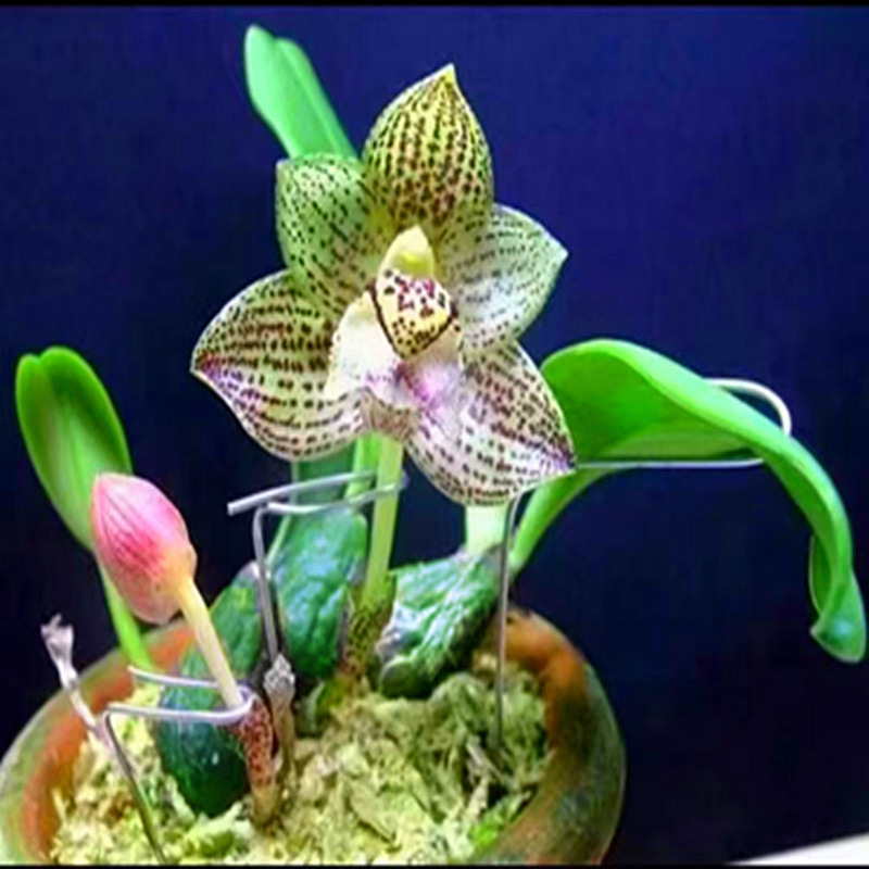 带板载好石斛兰洋兰带木桩木板石斛盆栽绿植铁皮金钗鼓槌球花石斛