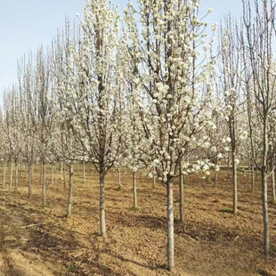 �������l���~����a�؃r�񃞻ݿ������mƷ�N���]�G����·���@��ľ