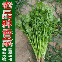 �߲˷N�����l �ļ��Nֲ�F�U����� �ͳ�̦���ܾݴ�N�� ԭ�b250��