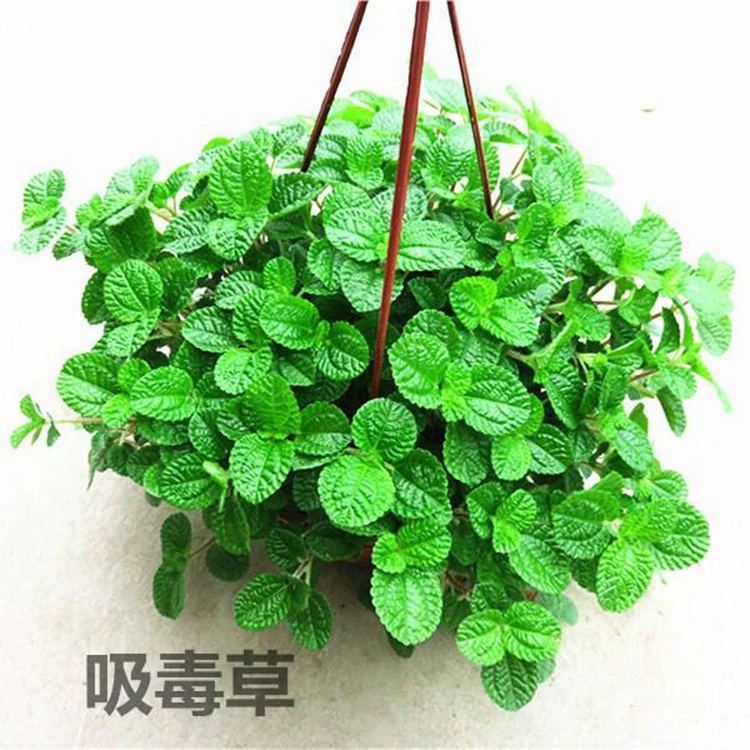 Комнатное растение хлорфитум в горшке, вечнозеленое растение для гостиной, новое растение для освежения воздуха в новом доме, цветок.