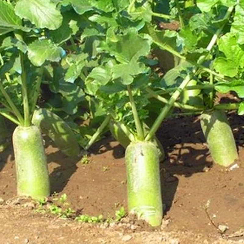 [Белая Редька Семена Экстра большая редька Посадка Четыре сезона Овощная Редька Рассада Редис Свежая]