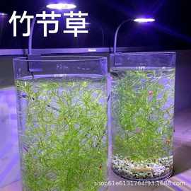 竹节草水草活体植物鱼缸造景水族箱鱼缸装饰造景净化水质一件代发
