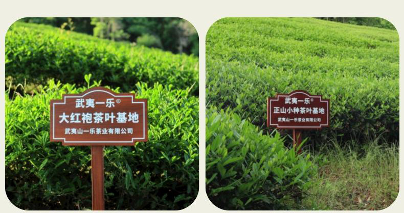 副本_副本_浓香正山小种__2022-10-31+16_20