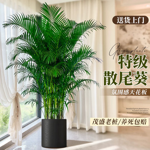 ɢβ��ֲ�����Ը��FҬ�ӿ͏d�Gֲ�҃ȴ����Pβ���k���Һ��B���