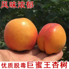 ��Ʒ�N�������Ә�������������������S��������Ա��Ϸ�����Y��