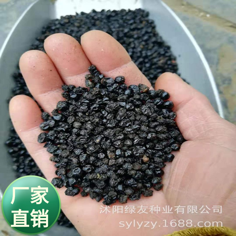 批发多年生宿根花卉马樱丹五色梅耐热耐晒庭院阳台花园开花驱蚊