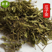 供应中药材瓜子金辰砂草金锁匙瓜子草挂米草惊风草