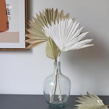 蒲扇叶插花搭配花艺软装家居装饰摆件观音扇大棕榈叶婚庆拱门干花
