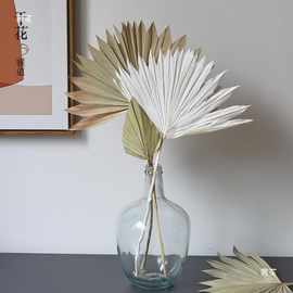 蒲扇叶插花搭配花艺软装家居装饰摆件观音扇大棕榈叶婚庆拱门干花