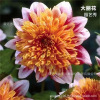 Dental petal big flower breeding balls are easy to live in four seasons, flowing, cold resistance, large petals, indoor and outbal balconies, perennial plants