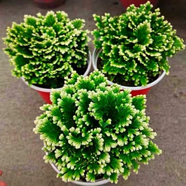 盆栽;种子;花盆容器