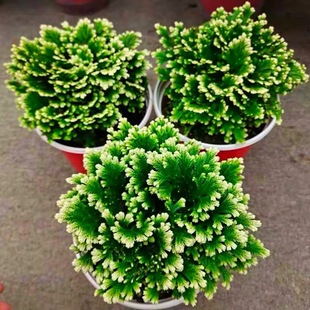 �������Ծ���߀����ļ�����ֲ���҃ȿ͏d���ܾGֲ����΢�辰�^�~