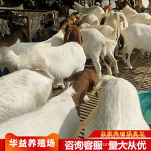 ɽ�|����ɽ���Bֳ�����������粨��ɽ������̥����ĸ��