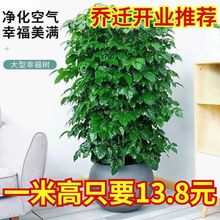 幸福树大盆栽客厅办公室四季常青植物好养绿植盆景