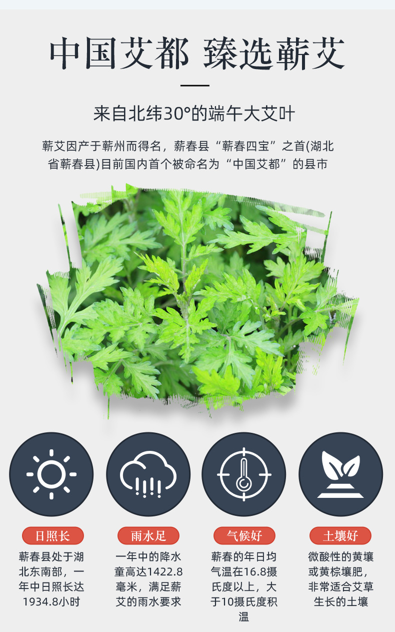 Qiren Tang Three Year Aged Golden Mugwort Moxa Rolls 54 Pieces for Moxibustion preparation