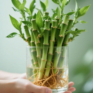 ���㸻�F�������^���񹝹���С̖�����҃�ˮ�B�����k���Ҏ����Gֲ