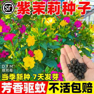 �����򻨷N���ӵ��׻��ļ����N�_�������֬���҃���ͥԺ�̨����