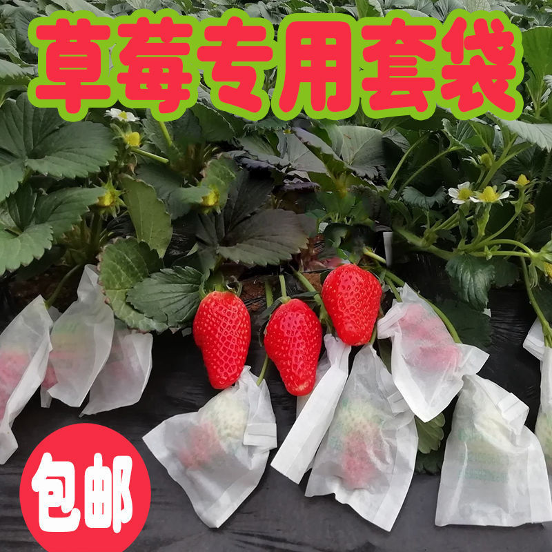 Strawberry Bagging Semi-Transparent Wax Bags, Insect-Proof Fruit Bags, Bird-Proof and Rain-Proof Protective Bags, Fruit Cultivation Bags