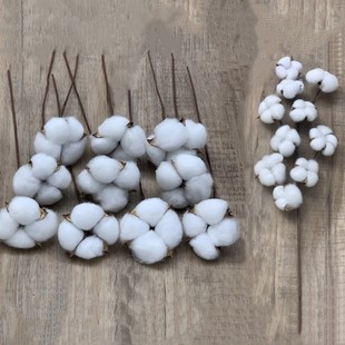 Single eternal cotton dried flower kapok bouquet indoor decoration wedding dried flower shooting props