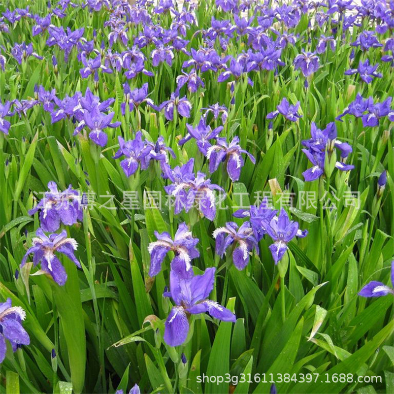 德国鸢尾苗多年生阳台花坛庭院绿植耐热耐寒花卉植物盆栽蓝花鸢尾