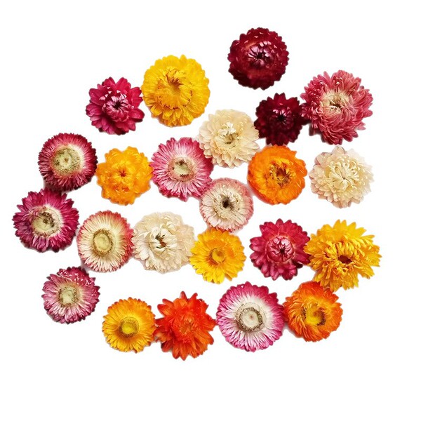 Straw chrysanthemum head pineapple chrysanthemum flower head Yunnan…