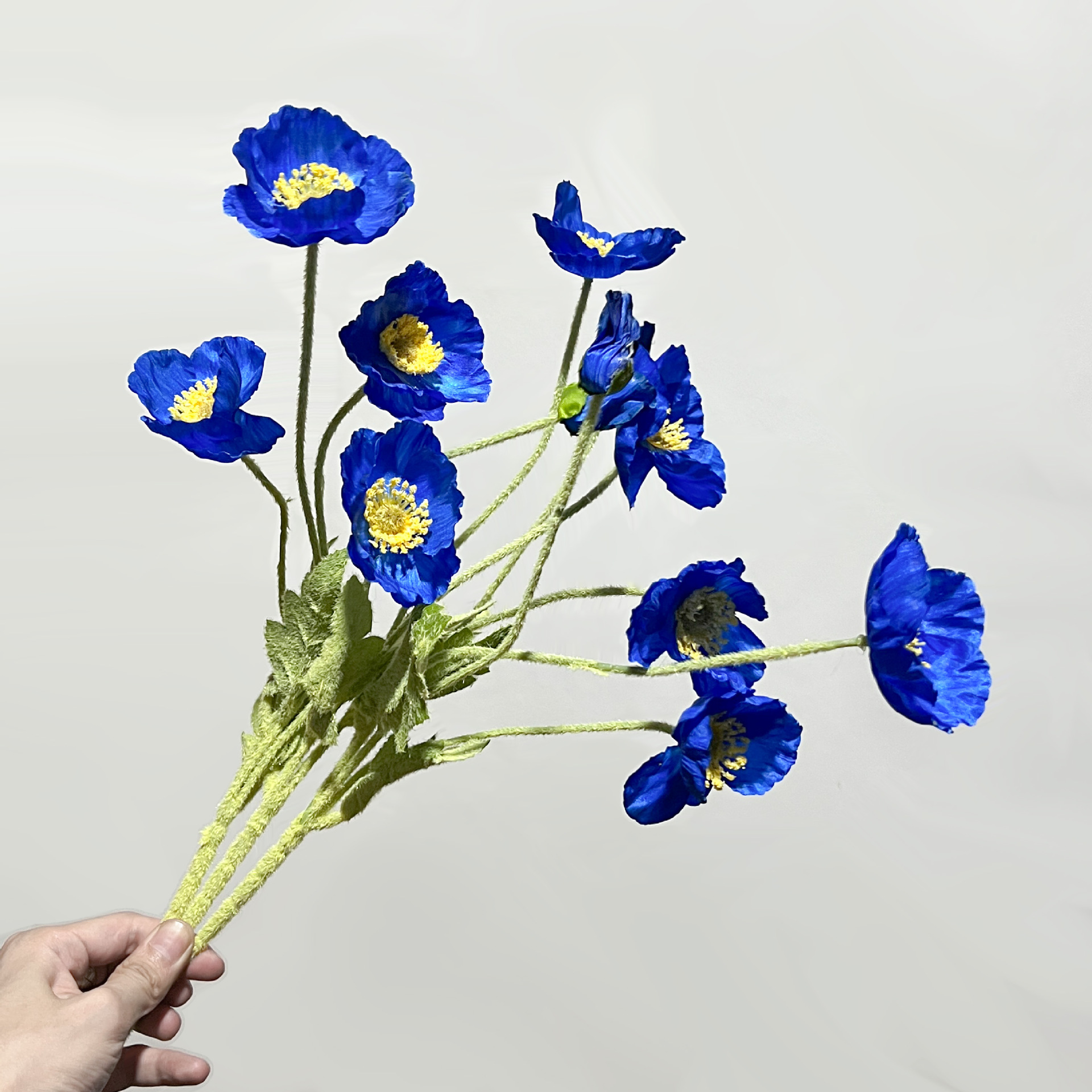 사파이어 블루/4 포피/1 무리